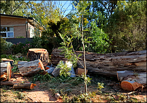 Arborist Service Adelaide